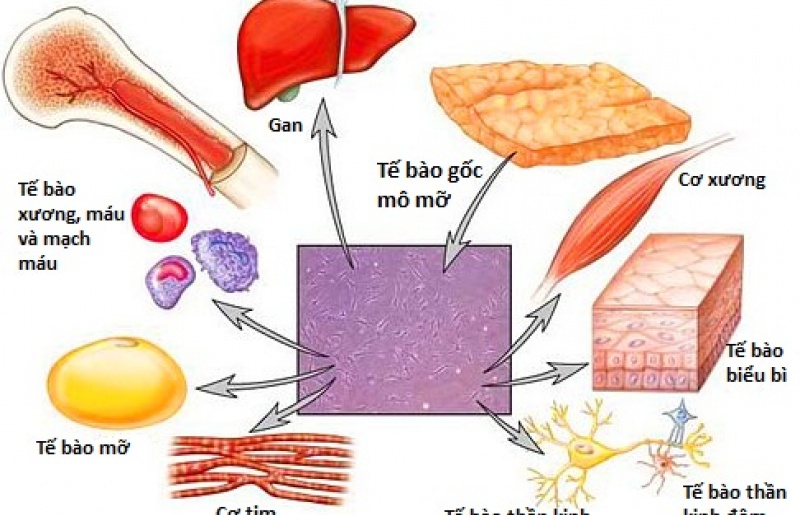 Một số ứng dụng thành công Tế Bào Gốc  trong điều trị bệnh