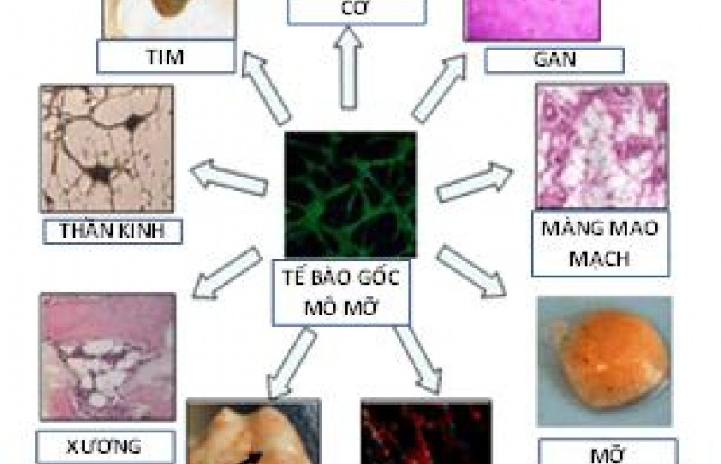 Tế Bào Gốc Sống - Tế Bào Gốc Chết