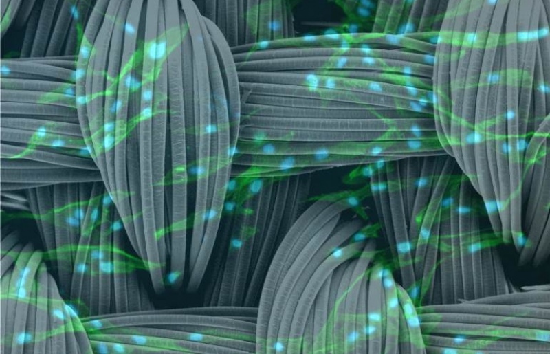 Thuốc chống loãng xương bảo vệ lão hóa tế bào gốc