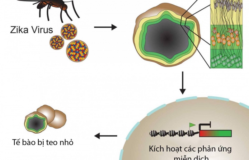 Virus Zika gây bệnh qua hệ miễn dịch con người