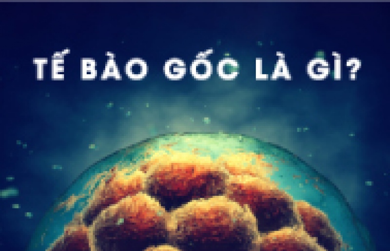 TẾ BÀO GỐC